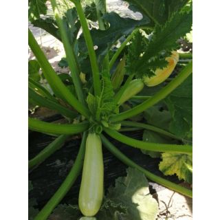 Compra CALABACÍN MOULATY F1 (1.000 Semillas) en la tienda online Fito Agrícola