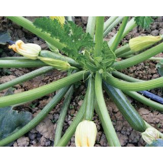 Compra CALABACÍN PARSIFAL F1 (1.000 Semillas). en la tienda online Fito Agrícola