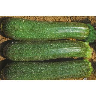 Compra CALABACÍN RADIANT F1 (1.000 Semillas) en la tienda online Fito Agrícola