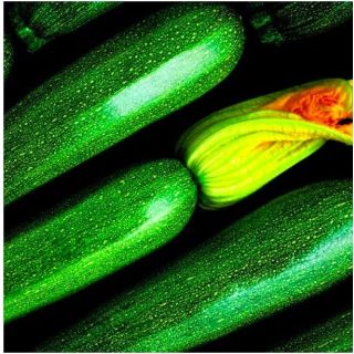 Compra CALABACÍN SENATOR F1 (1.000 Semillas) en la tienda online Fito Agrícola