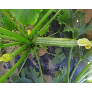 Compra CALABACÍN SQG 007-22 F1 (1.000 Semillas). en la tienda online Fito Agrícola