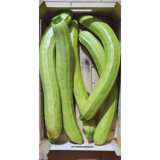 Compra CALABACÍN TANO F1 (1.000 Semillas). en la tienda online Fito Agrícola