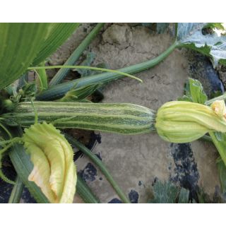 Compra CALABACÍN TOSCANA F1 (1.000 Semillas). en la tienda online Fito Agrícola