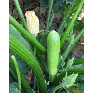 Compra CALABACÍN VALERIA F1 (2.500 Semillas). en la tienda online Fito Agrícola