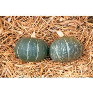 Compra CALABAZA CHA-CHA F1 (50 Semillas) en la tienda online Fito Agrícola