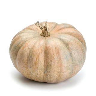 Compra CALABAZA DULCE DE ASAR Sel. EL LLARGO M11 en la tienda online Fito Agrícola