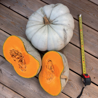 Compra CALABAZA BLUE HEAVEN F1 (1000 Semillas) en la tienda online Fito Agrícola