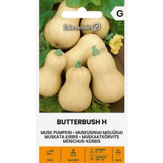 Compra CALABAZA BUTTERBUSH F1 (5 Semillas). en la tienda online Fito Agrícola