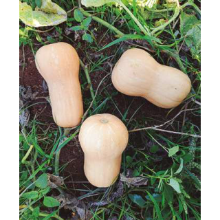 Compra CALABAZA BUTTERNUT (5 Kgr.). en la tienda online Fito Agrícola