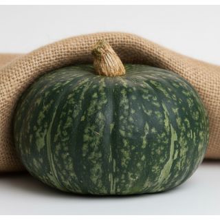 Compra CALABAZA DELICA F1 (1.000 Semillas). en la tienda online Fito Agrícola