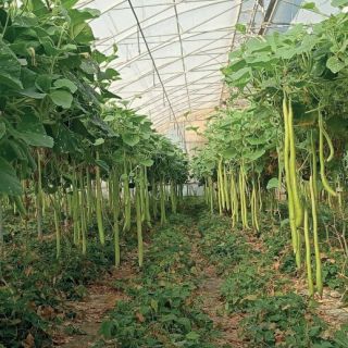 Compra CALABAZA LAGENARIA SICILIANA LARGA (2.500 Semillas). en la tienda online Fito Agrícola