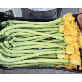 Compra CALABAZA MOANA F1 (100 Semillas). en la tienda online Fito Agrícola