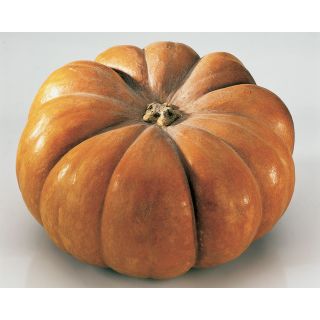 Compra CALABAZA MOSCATA DI PROVENZA (2.500 Semillas). en la tienda online Fito Agrícola