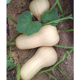 Compra CALABAZA SUNSHINE F1 (1000 Semillas). en la tienda online Fito Agrícola