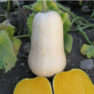 Compra CALABAZA UG 205 F1 (1000 Semillas). en la tienda online Fito Agrícola
