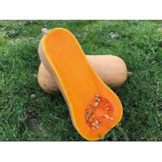 Compra CALABAZA VAIANA F1 (1000 Semillas). en la tienda online Fito Agrícola