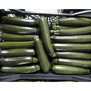 Compra CALABACÍN VERDON F1 (1.000 Semillas). en la tienda online Fito Agrícola