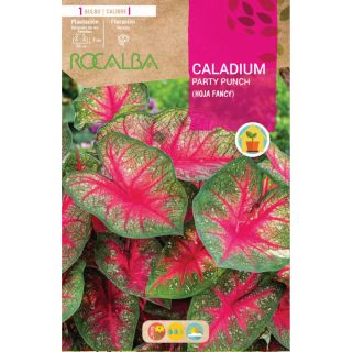 Compra CALADIUM PARTY POUNCH en la tienda online Fito Agrícola