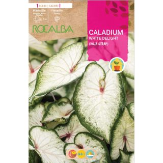 Compra CALADIUM WHITE DELIGHT en la tienda online Fito Agrícola