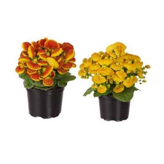 Compra CALCEOLARIA DAINTY MIX (240 Plantas). en la tienda online Fito Agrícola