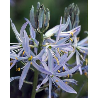 Compra CAMASSIA CUSICKII (25 Unid.). en la tienda online Fito Agrícola