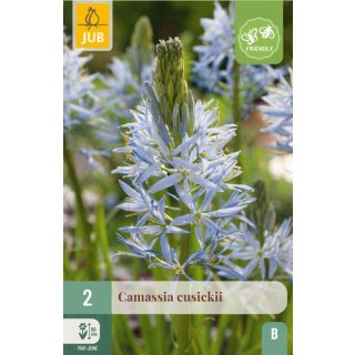 Compra CAMASSIA CUSICKII en la tienda online Fito Agrícola