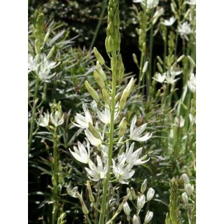 Compra CAMASSIA LEICHTLINII ALBA (25 Unid.). en la tienda online Fito Agrícola