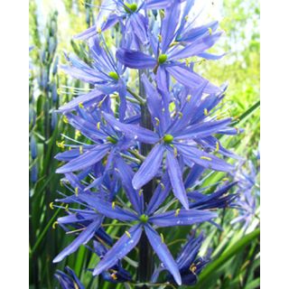 Compra CAMASSIA LEICHTLINII CAERULEA (25 Unid.). en la tienda online Fito Agrícola