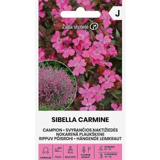 Compra CAMPION SIBELLA CARMINE (20 Semillas). en la tienda online Fito Agrícola