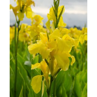 Compra CANNA RICHARD WALLACE (25 Unid.). en la tienda online Fito Agrícola