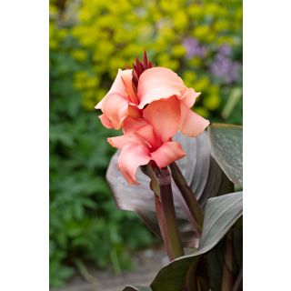 Compra CANNA CANNOVA PEACH HB (240 Plantas). en la tienda online Fito Agrícola