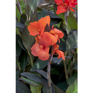 Compra CANNA CANNOVA ORANGE HB (240 Plantas). en la tienda online Fito Agrícola