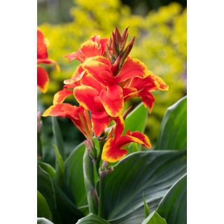 Compra CANNA CANNOVA RED GOLDEN SHADES HV (240 Plantas). en la tienda online Fito Agrícola