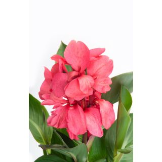 Compra CANNA CANNOVA ROSE HV (240 Plantas). en la tienda online Fito Agrícola