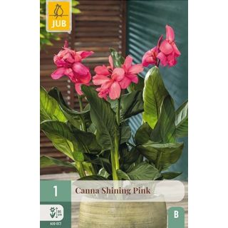 Compra CANNA SHINING PINK en la tienda online Fito Agrícola