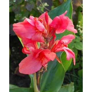 Compra CANNA PINK FUTURITY (25 Unid.). en la tienda online Fito Agrícola