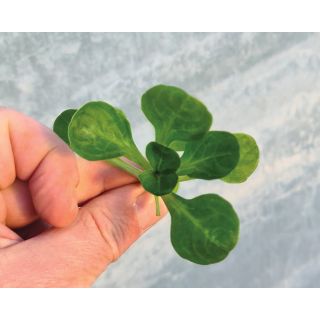 Compra CANÓNIGO AFRODITE (1.000.000 Semillas). en la tienda online Fito Agrícola