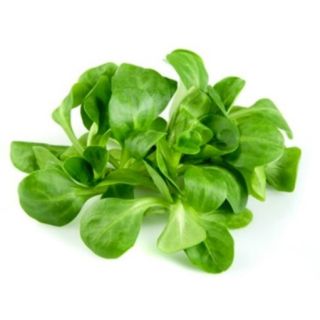 Compra CANÓNIGO VERDE DE CAMBRAI BABY LEAF ECOLÓGICO (50 gr.). en la tienda online Fito Agrícola