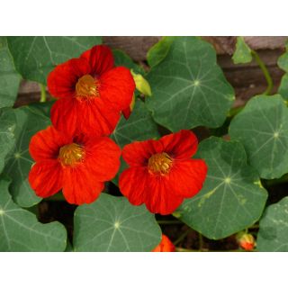 Compra CAPUCHINA EMPRESS OF INDIA - Comestible (100 gr.). en la tienda online Fito Agrícola