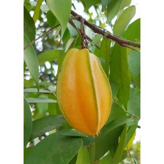 Compra CARAMBOLO en la tienda online Fito Agrícola