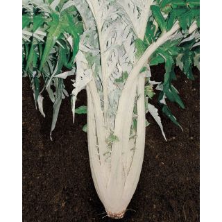 Compra CARDO BIANCO AVORIO A FOGLIE FRASTAGLIATE Sel. Marche Calibrado (5.000 Semillas). en la tienda online Fito Agrícola