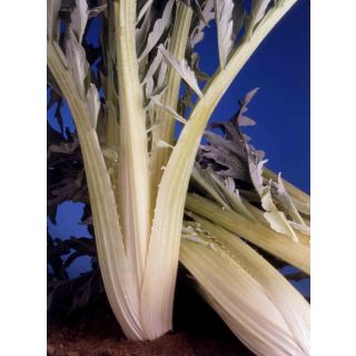 Compra CARDO LLENO DE ESPAÑA (500 gr.) en la tienda online Fito Agrícola