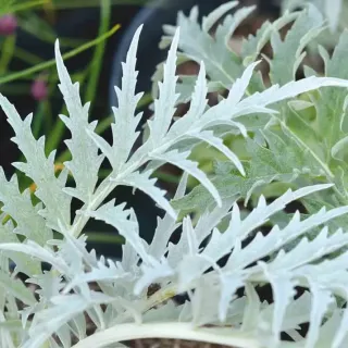 Compra CARDO GIGANTE DE ROMA AB (20 Semillas) en la tienda online Fito Agrícola