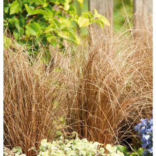 Compra CAREX COMANS ZORA (144 Plantas). en la tienda online Fito Agrícola