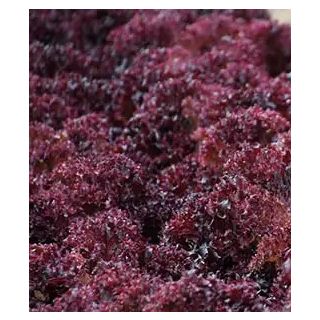 Compra LECHUGA CARLITO Pildorada (5.000 Semillas) en la tienda online Fito Agrícola