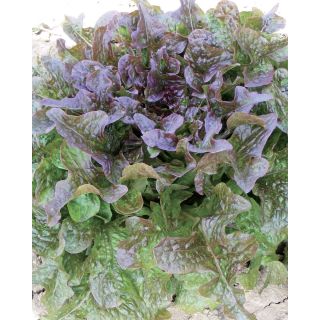 Compra LECHUGA CATALOGNA ROSSA Pildorada (5.000 Semillas). en la tienda online Fito Agrícola