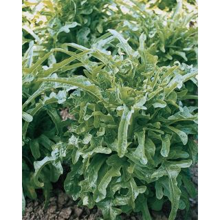 Compra LECHUGA CATALOGNA VERDE Pildorada (5.000 Semillas). en la tienda online Fito Agrícola