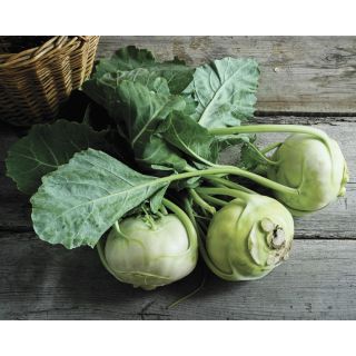 Compra COLIRRÁBANO QUICKSTAR F1 (2.500 Semillas) en la tienda online Fito Agrícola