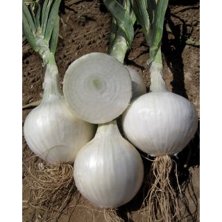 Compra CEBOLLA EUTERPE F1 (100.000 Semillas) en la tienda online Fito Agrícola