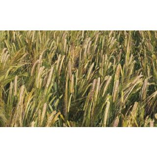 Compra CEBADA RUBIANA R1 Sin Tratar (25 Kgr.). en la tienda online Fito Agrícola